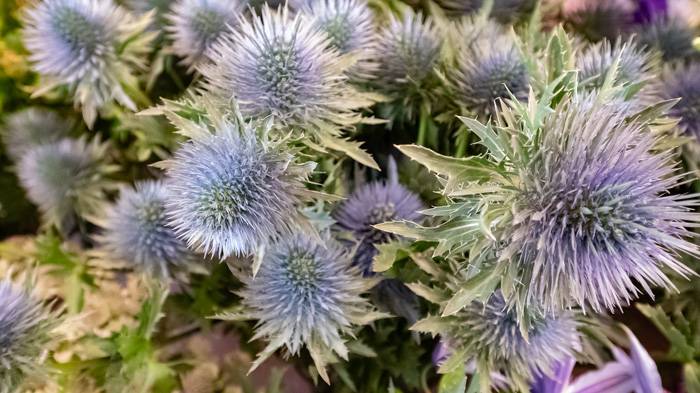 chardons-bleus